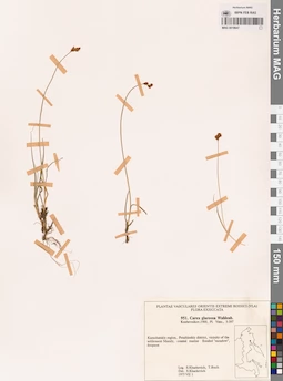 MAG 0018647