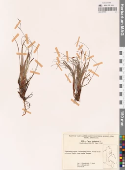 MAG 0018652