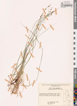 MAG 0018654