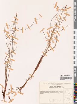 MAG 0018655