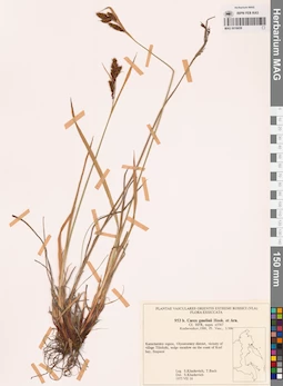 MAG 0018659