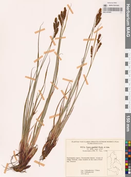 MAG 0018660