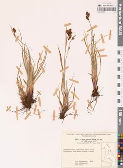 MAG 0018661