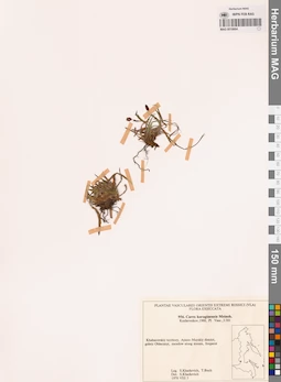 MAG 0018664
