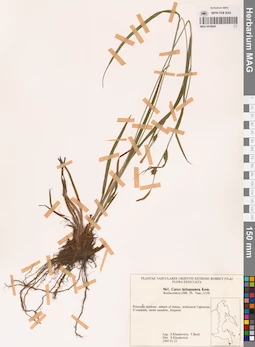 MAG 0018665