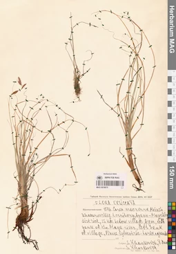 MAG 0018675