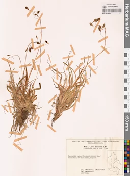 MAG 0018684