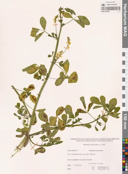 MAG 0016890