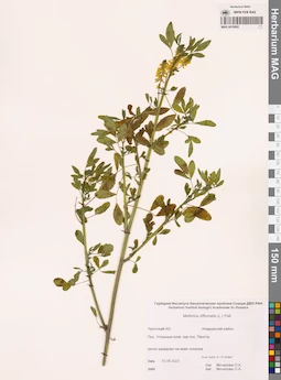 MAG 0016892