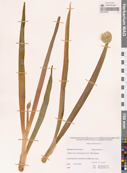 MAG 0016894