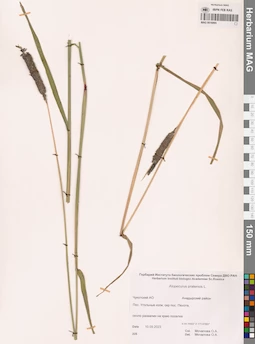 MAG 0016895
