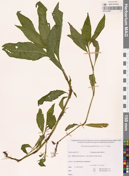 MAG 0016897