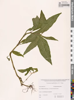 MAG 0016898