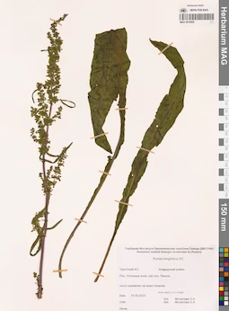 MAG 0016900