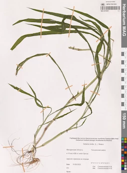 MAG 0016901