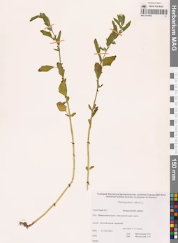 MAG 0016903