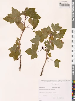 MAG 0016904