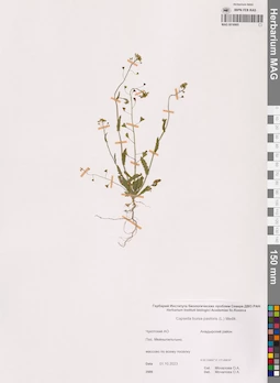MAG 0016905