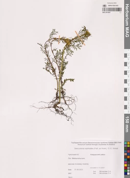 MAG 0016907