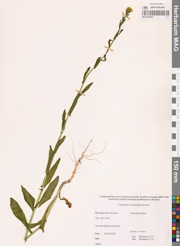 MAG 0016913