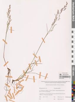 MAG 0016926