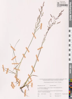 MAG 0016927