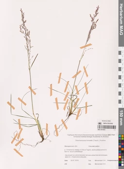 MAG 0016932