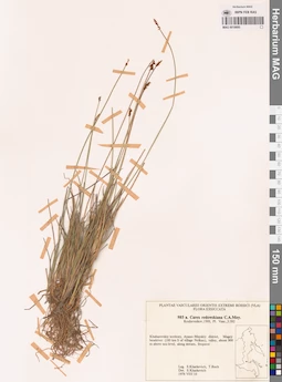 MAG 0018695