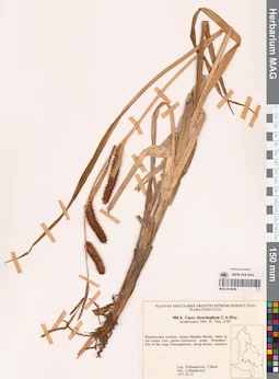 MAG 0018698