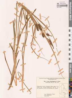 MAG 0018699