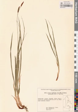 MAG 0018701