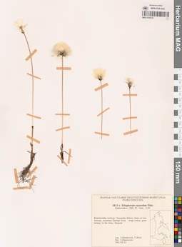 MAG 0018723