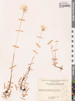 MAG 0018724