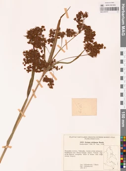 MAG 0018737