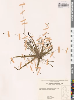 MAG 0018738