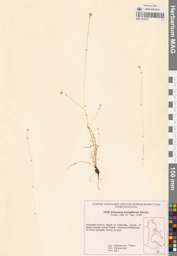 MAG 0018739