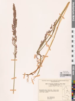 MAG 0018746