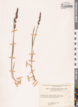 MAG 0018748