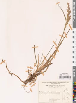 MAG 0018756