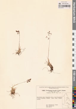 MAG 0018784