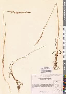 MAG 0018787