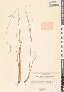 MAG 0018796