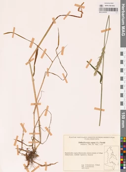 MAG 0018797
