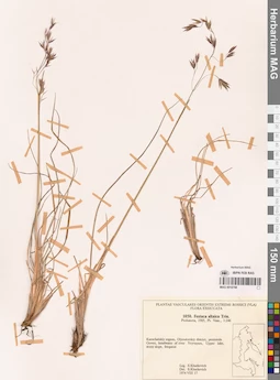 MAG 0018798