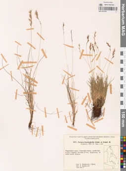 MAG 0018799