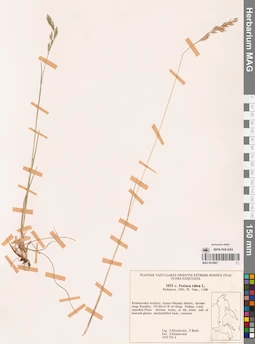 MAG 0018807