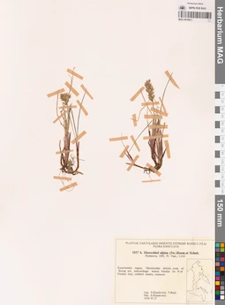 MAG 0018811
