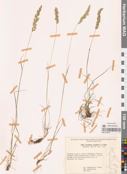 MAG 0018822
