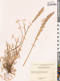 MAG 0018827