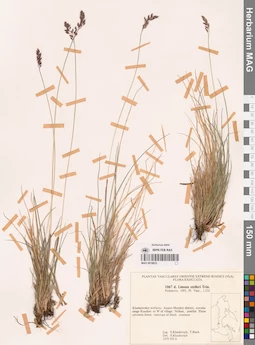 MAG 0018833